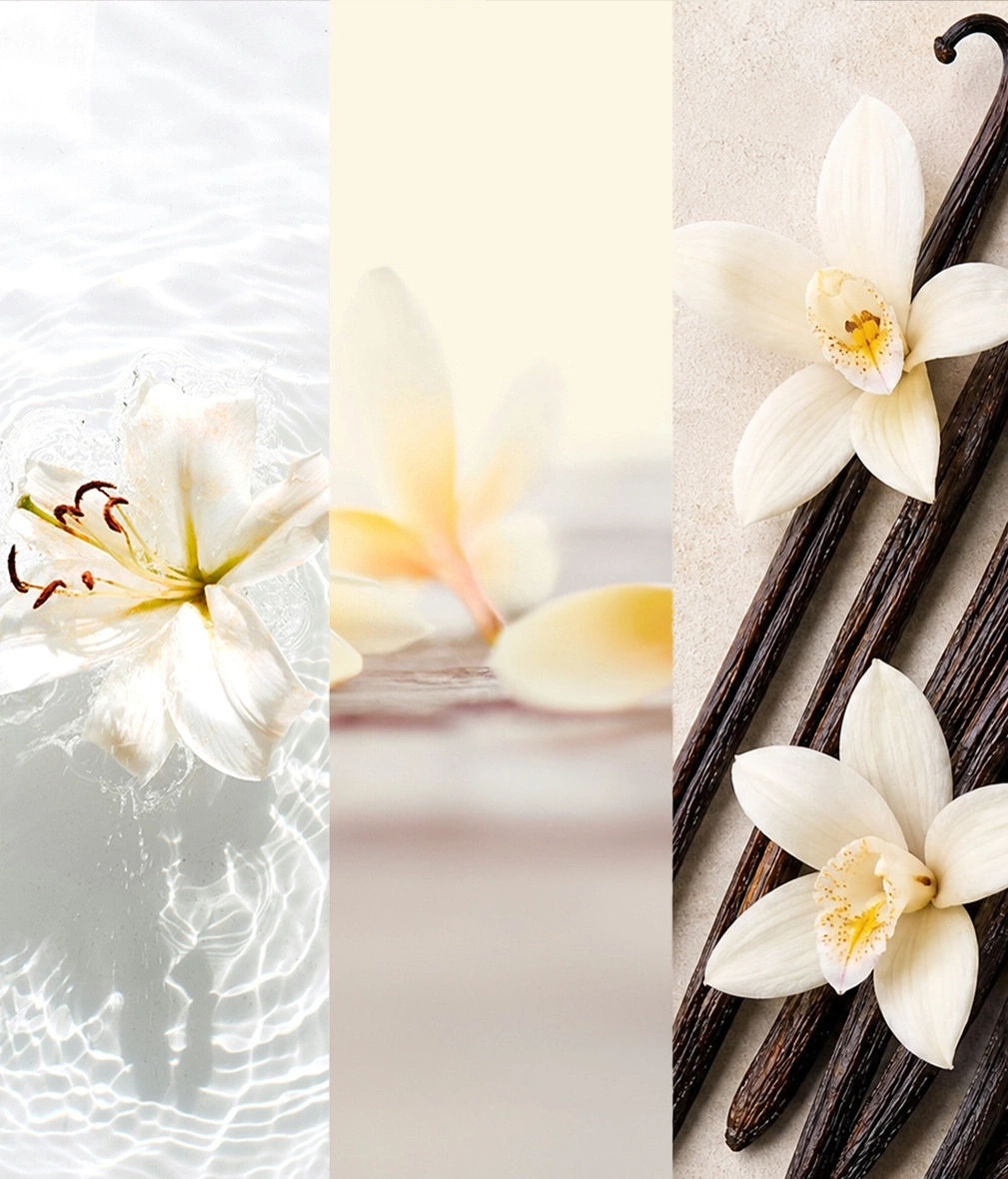 Eine Collage aus einer Lilie, zarten Blütenblättern und Vanilleschoten mit Blumen.